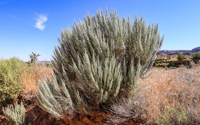 Large Sagebrush growing in the Strike Valley on the east side of Capitol Reef National Park