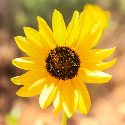 Flower blooming in the Strike Valley on the east side of Capitol Reef National Park