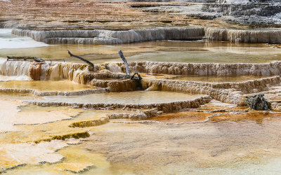 A dead tree swamped by the Trail Spring at Mammoth Hot Springs in Yellowstone National Park