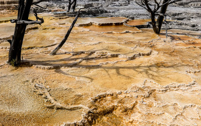 Shadow of a dead tree on Trail Spring at Mammoth Hot Springs in Yellowstone National Park