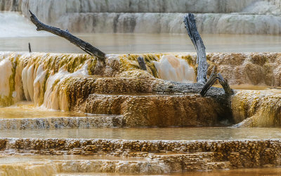 A dead tree inundated by the Trail Spring at Mammoth Hot Springs in Yellowstone National Park