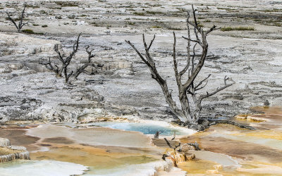View across the main Terrace at Mammoth Hot Springs in Yellowstone National Park