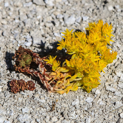 Flowers growing on the floor of the Upper Geyser Basin in Yellowstone National Park