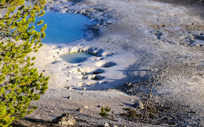 Pools in the Porcelain Basin in the Norris Geyser Basin in Yellowstone National Park