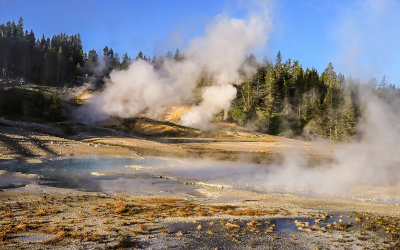 The Ledge Geyser lets off steam in the Porcelain Basin at the Norris Geyser Basin in Yellowstone National Park