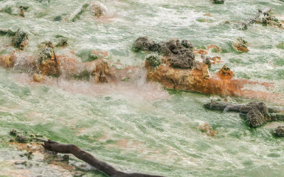 Algae thrives in the hot water of the Porcelain Basin in the Norris Geyser Basin in Yellowstone National Park