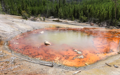 Echinus Geyser in the Norris Geyser Basin in Yellowstone National Park