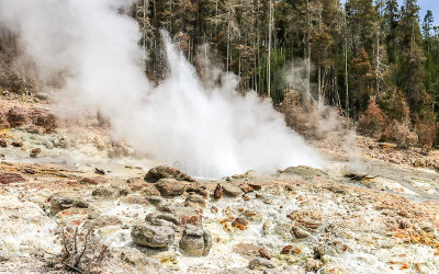 A Steamboat Geyser minor eruption in the Norris Geyser Basin in Yellowstone National Park