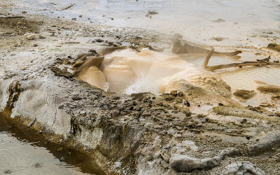 Veteran Geyser churning in the Norris Geyser Basin in Yellowstone National Park