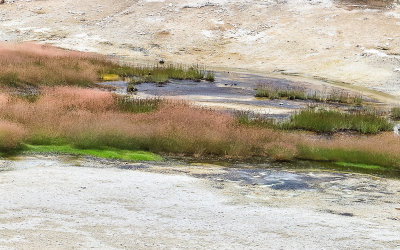 Algae and grasses grow in geyser runoff in the Norris Geyser Basin in Yellowstone National Park