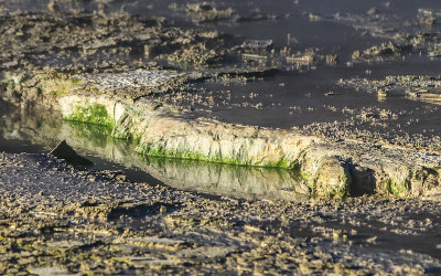 Algae growing in a pool in the Norris Geyser Basin in Yellowstone National Park