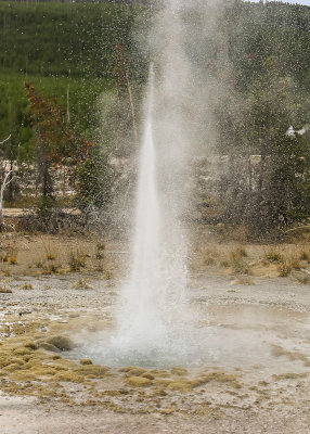 Vixen Geyser erupts in the Norris Geyser Basin in Yellowstone National Park
