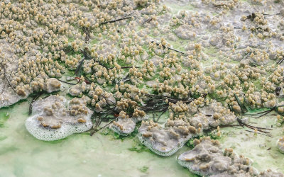 Algae growing among rock formations in the Norris Geyser Basin in Yellowstone National Park