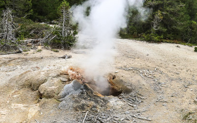 Puff n Stuff Geyser vents steam in the Norris Geyser Basin in Yellowstone National Park