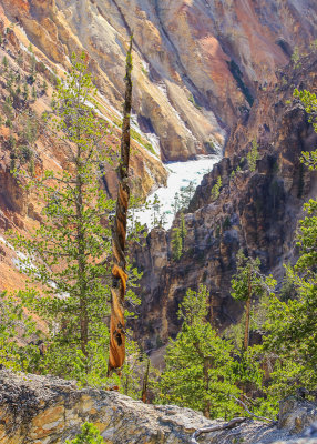 Dead tree polished by nature in the Grand Canyon of the Yellowstone in Yellowstone National Park