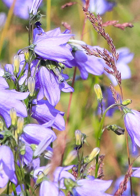 Harebell wildflowers at the Sulphur Caldron in Yellowstone National Park