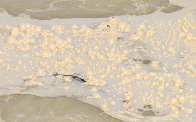 Delicate mud bubbles float on a pool in the Sulphur Caldron in Yellowstone National Park