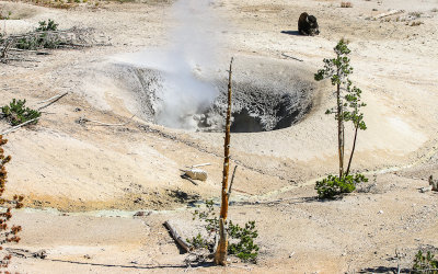 Bison rests near a crater of boiling mud at the Sulphur Caldron in Yellowstone National Park