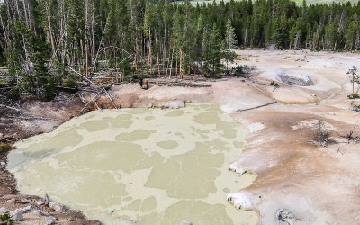 Boiling mud pool at the Sulphur Caldron in Yellowstone National Park