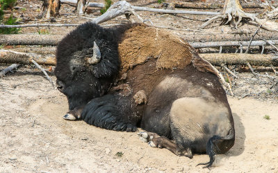 Bison rests at the Sulphur Caldron in Yellowstone National Park