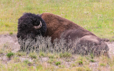 Bison in the Mud Volcano area of Yellowstone National Park