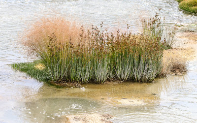 Plants in a boiling pool in the Mud Volcano area of Yellowstone National Park