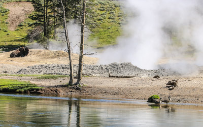 Steaming pools across the Yellowstone River from the Mud Volcano area of Yellowstone National Park