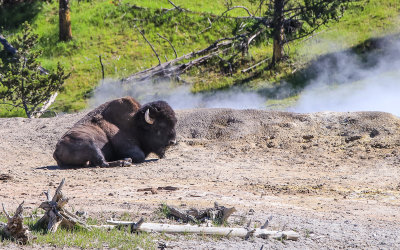 Bison rests next to a steaming pool across the Yellowstone River from the Mud Volcano area of Yellowstone National Park