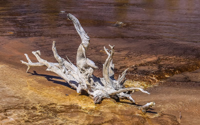 Scalded tree on the floor of the Lower Geyser Basin in Yellowstone National Park