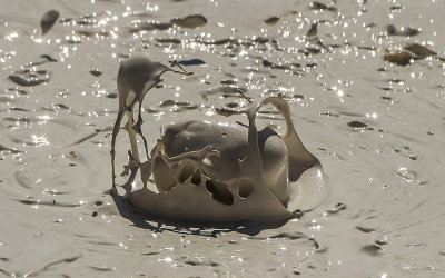 Mud bubble bursting in the Fountain Paint Pot in the Lower Geyser Basin in Yellowstone National Park