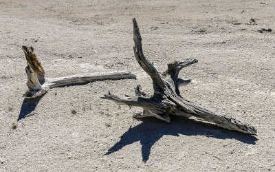 Tree parts baked on the Lower Geyser Basin in Yellowstone National Park