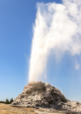 White Dome Geyser erupts along the Firehole Lake Drive in Yellowstone National Park
