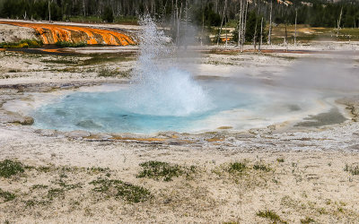 Spouter Geyser in the Black Sand Basin in Yellowstone National Park