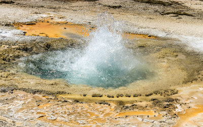 Mustard Spring in the Biscuit Basin in Yellowstone National Park