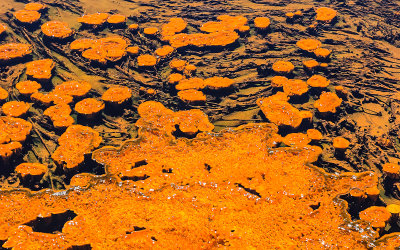 Thermophile (micro-organisms) formations in a pool in the Biscuit Basin in Yellowstone National Park