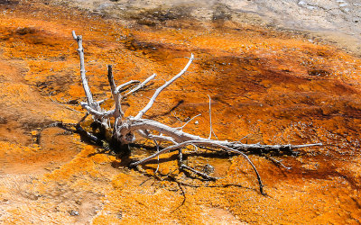 A dead tree in the waters of the Biscuit Basin in Yellowstone National Park