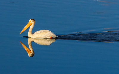 A pelican in a pond in Grand Teton National Park