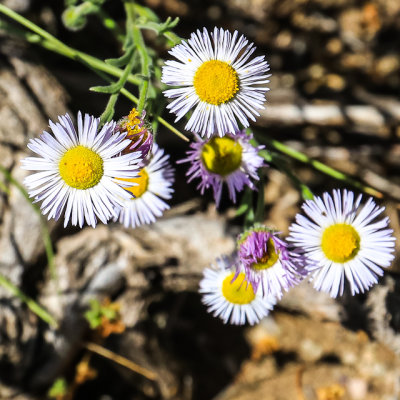 Flowers blooming in Grand Teton National Park