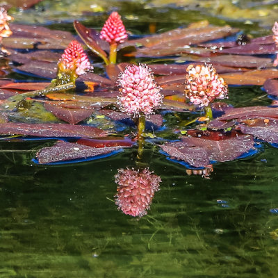 Flowers growing on a Snake River pond at Schwabacher Landing in Grand Teton National Park