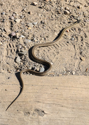 Small snake on the trail in Grand Teton National Park