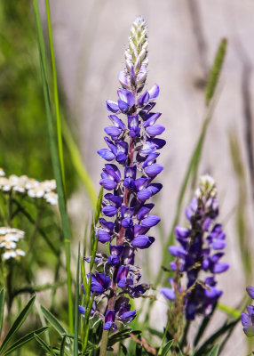Lupine flowers along the Yellowstone River in Yellowstone National Park
