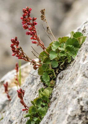 Flowers blooming in a limestone jumble near the Golden Gate in Yellowstone National Park