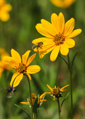 A bee hovers over a flower in Yellowstone National Park