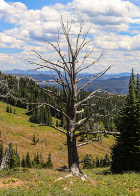 Dead tree near Dunraven Pass in Yellowstone National Park