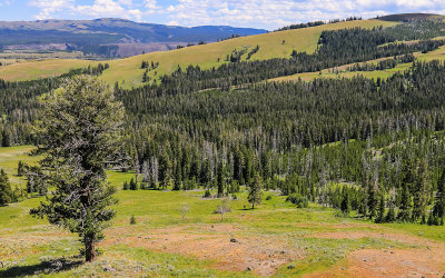 View from Dunraven Pass in Yellowstone National Park