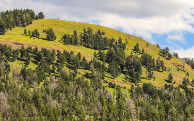 Hillside near Mount Washburn in Yellowstone National Park