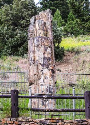 Petrified Tree along the Blacktail Deer Plateau in Yellowstone National Park