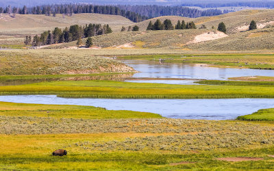 Bison and the Yellowstone River in the Hayden Valley in Yellowstone National Park