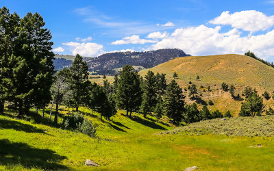 View near Specimen Ridge in Yellowstone National Park