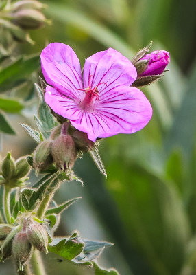 Flower blooming in Yellowstone National Park